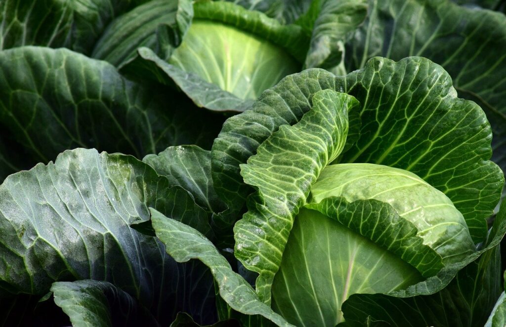 white cabbage, herb, food-2747316.jpg
