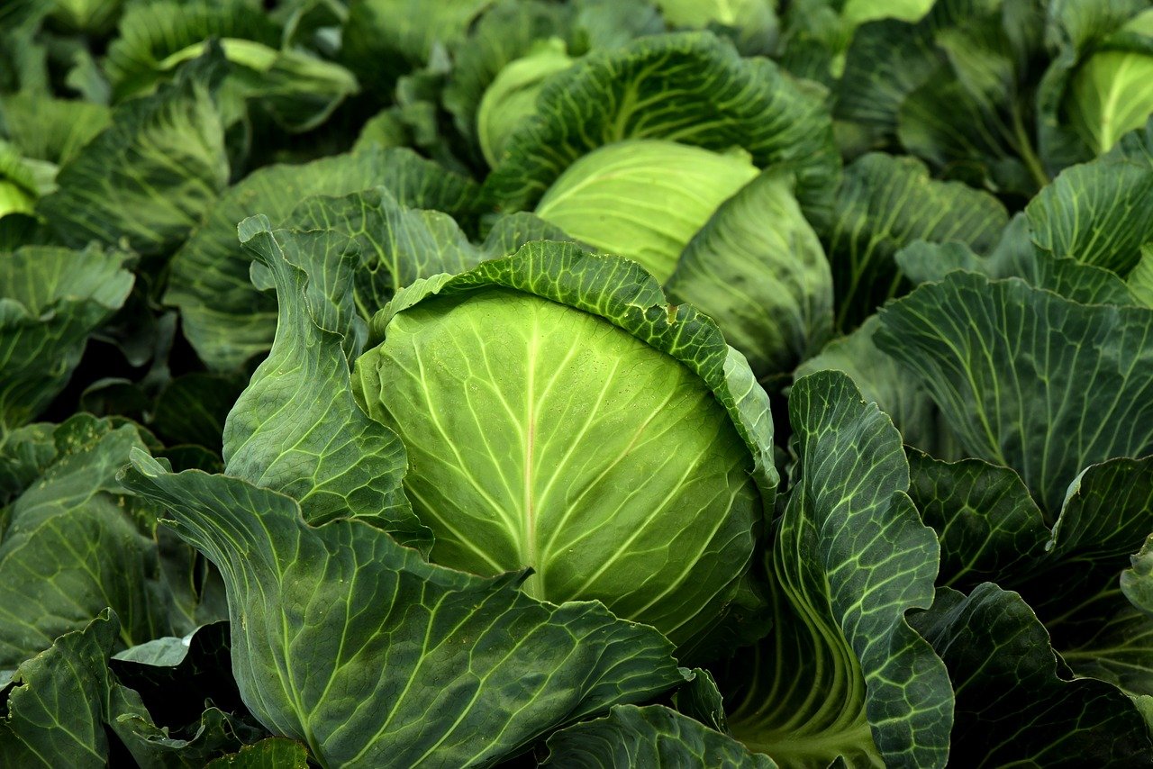 cabbage, herb, white cabbage-3722517.jpg